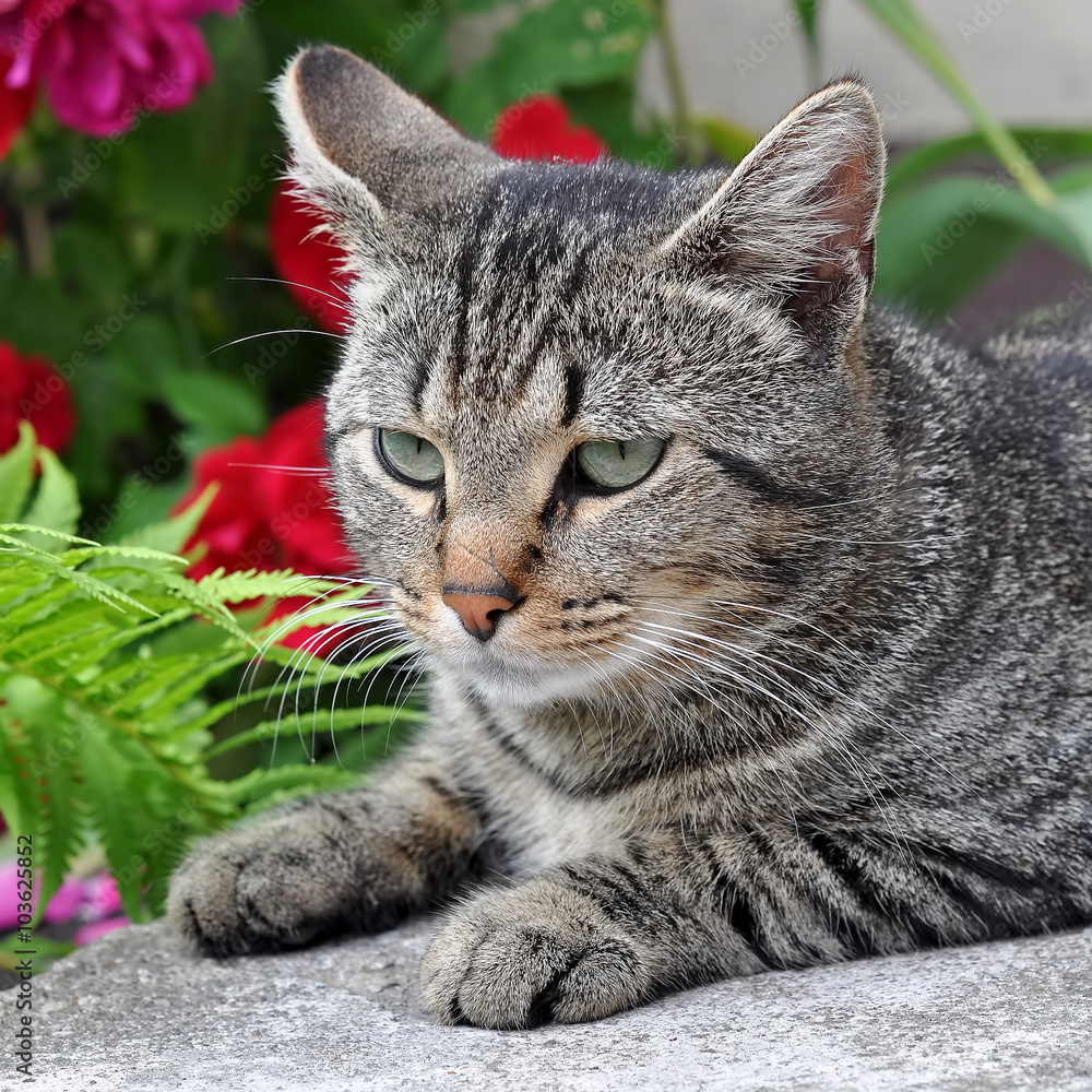 tabby cat sitting on the porch near a flowering bush with red roses tabby cat sitting on the porch near a flowering bush with red roses
