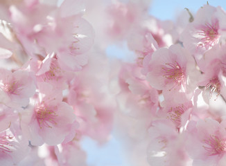 日本の桜の花 クローズアップ