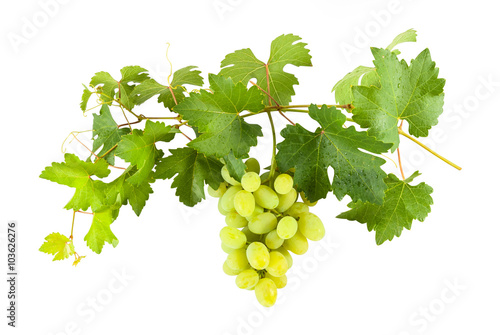 Green grapes on branch