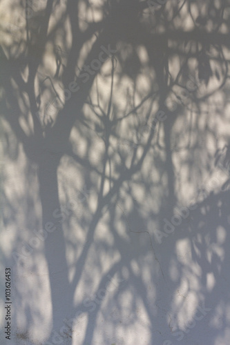 Shadow branches concrete wall.