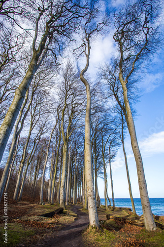 Küstenwald © Angelika Bentin