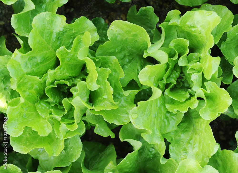 lettuce plant in field lettuce plant in field