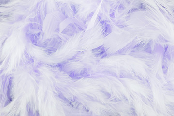 Purple feathers background