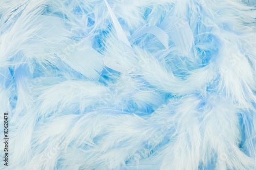 Beautiful blue feathers background