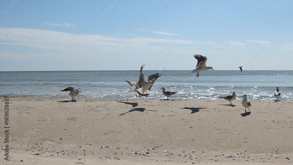 Flock of seagulls eat the food on the beach Flock of seagulls eat the food on the beach