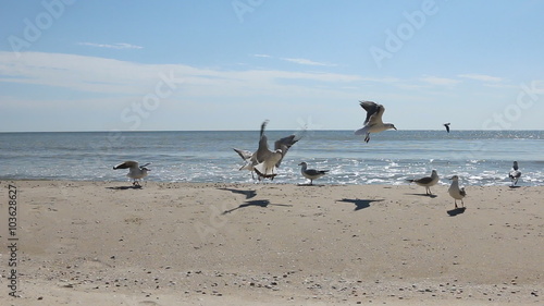 Flock of seagulls eat the food on the beach