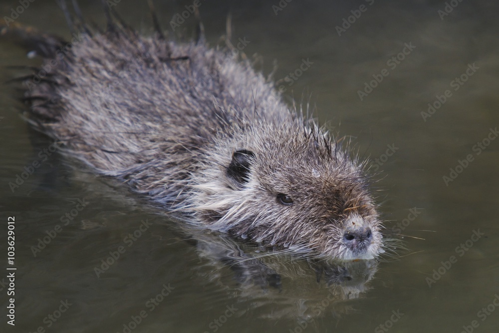Coypu( river rat or nutria) Myocastor coypus Coypu( river rat or nutria) Myocastor coypus