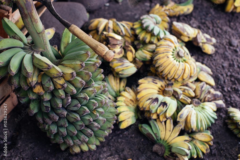 Fototapeta premium Bananas on the market