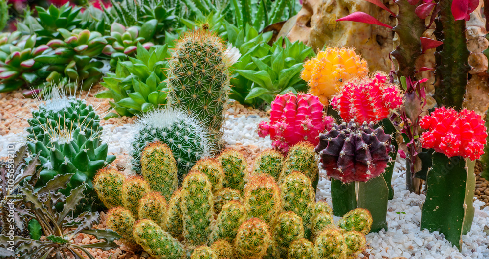 Cactus desert plant in a botanical garden Cactus desert plant in a botanical garden
