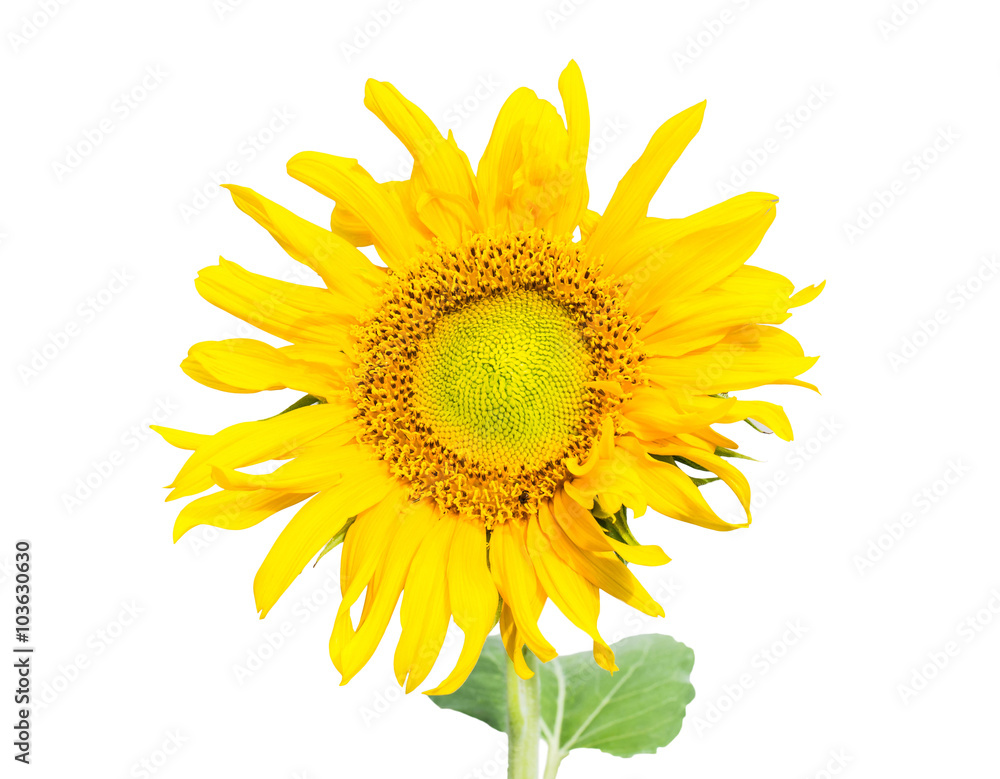 Fototapeta premium Sunflower