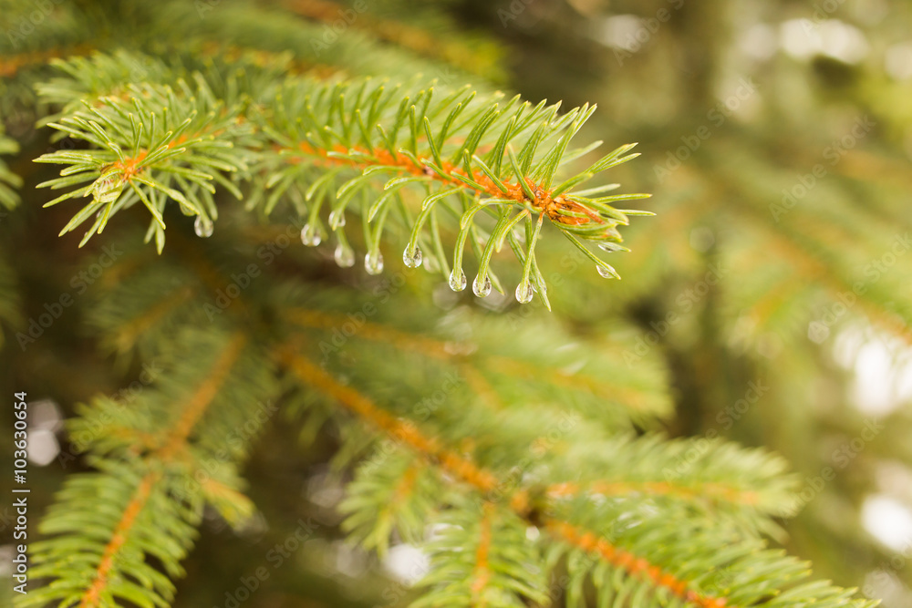 Fir-tree branch with water droplets Fir-tree branch with water droplets