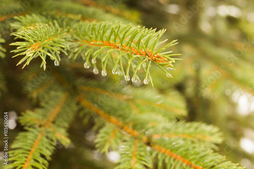 Fir-tree branch with water droplets