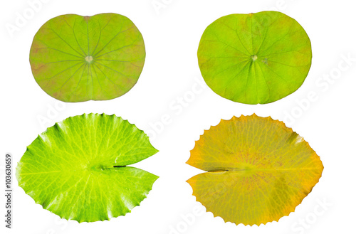 water lily green leaf
