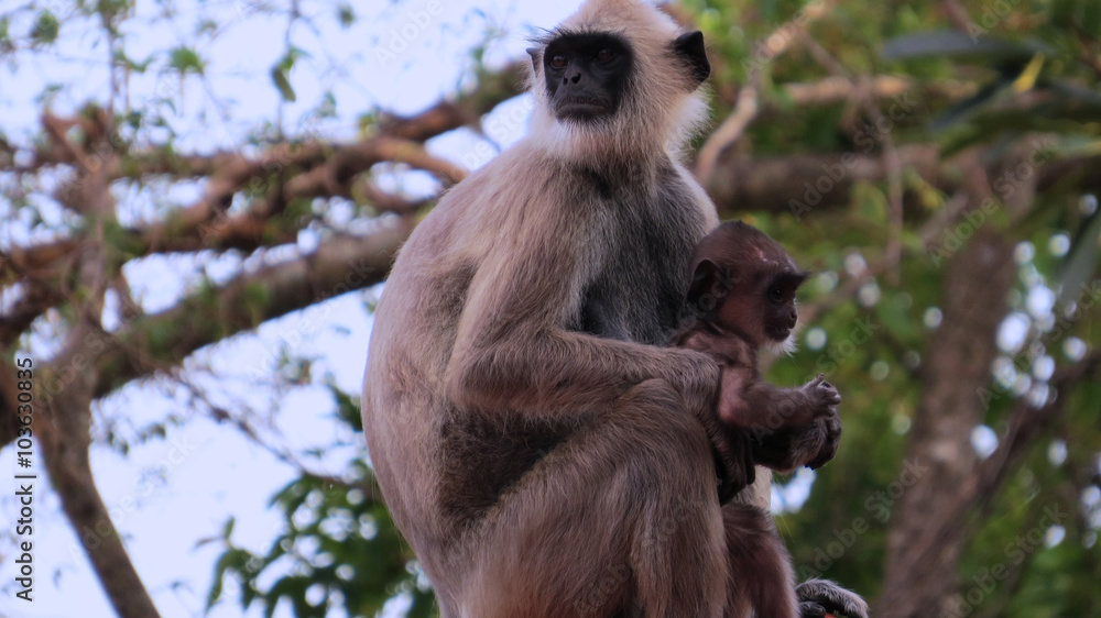 Obraz premium Monkeys