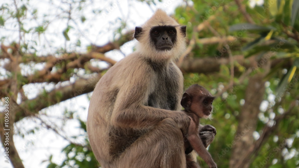 Fototapeta premium Monkeys