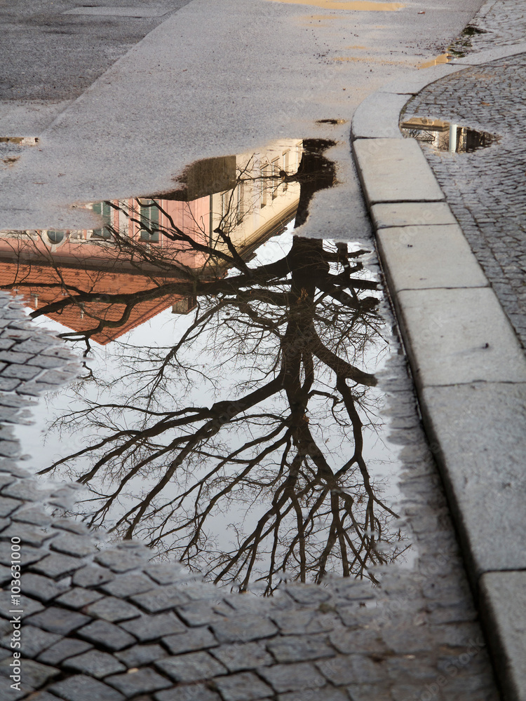 Obraz premium Tree in the Puddle