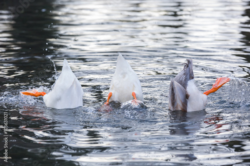 Three ducks upside down