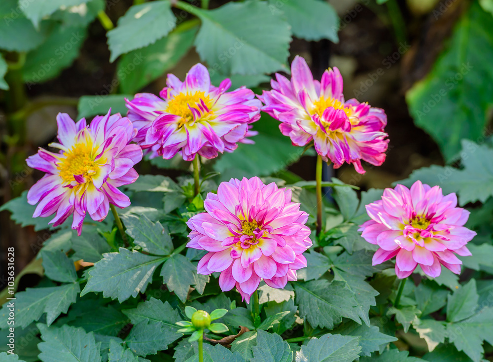 Beautiful pink dahlia flower blooming in the garden Beautiful pink dahlia flower blooming in the garden