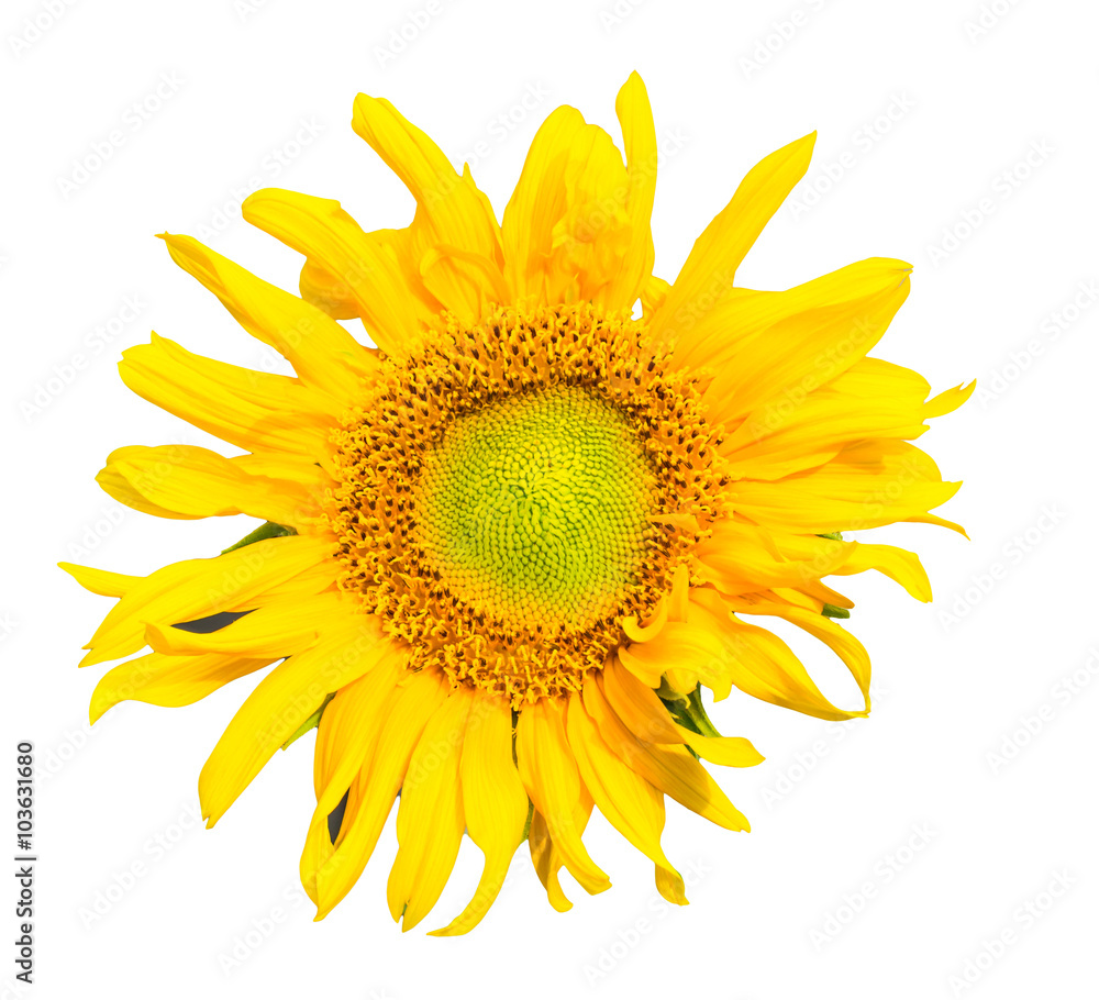 Fototapeta premium Sunflower