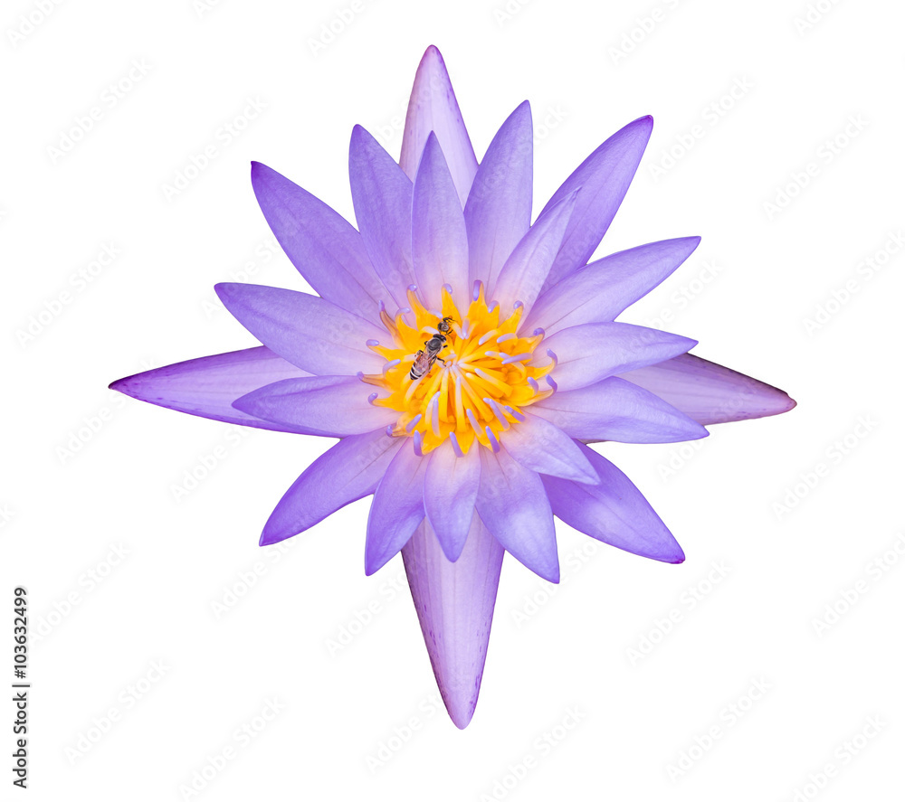 Violet Lotus Flower