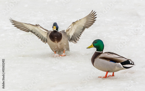 Mallard © hannurama