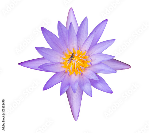 Violet Lotus Flower