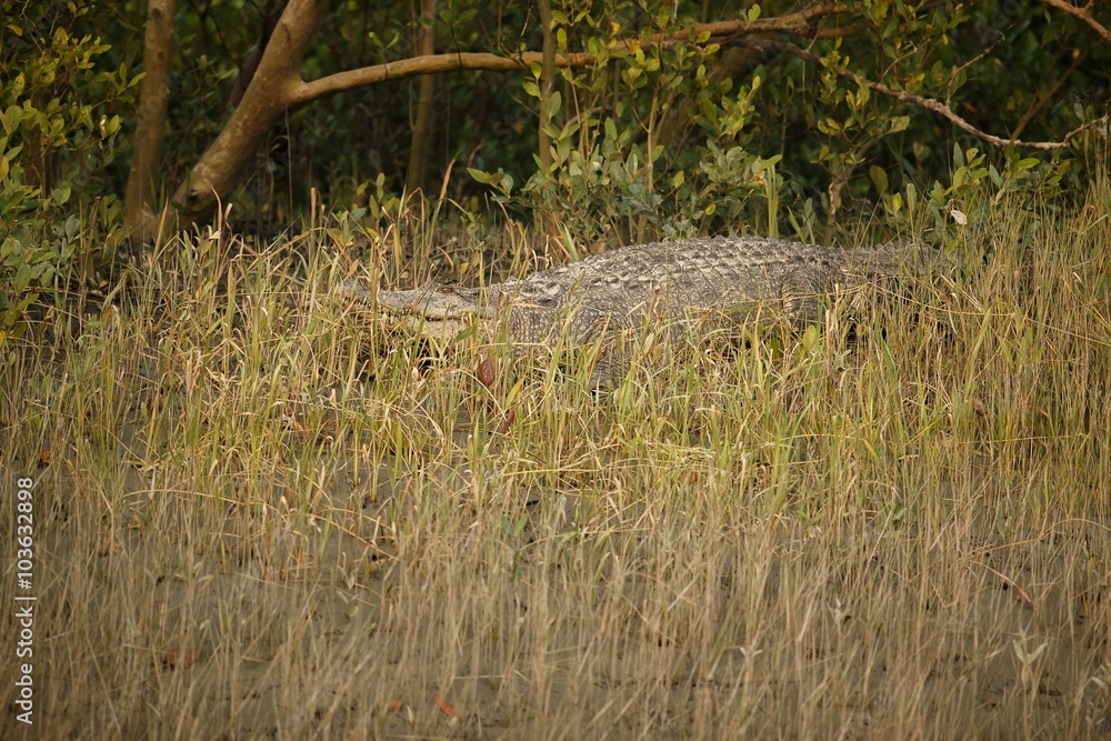 gigantic salted water crocodile caught in mangroves of Sundarbans