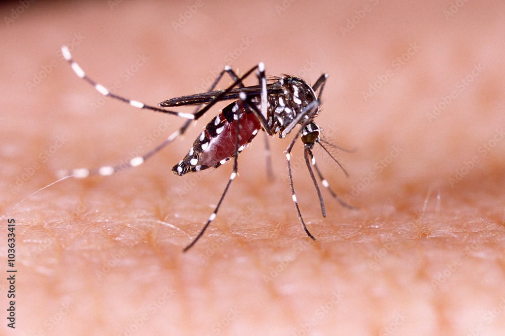 Dengue, zika and chikungunya fever mosquito (aedes aegypti) on human ...