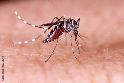 Dengue, zika and chikungunya fever mosquito (aedes aegypti) on human skin photo