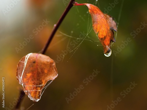 Dried autumn leaves with cobweb and waterdrops photo