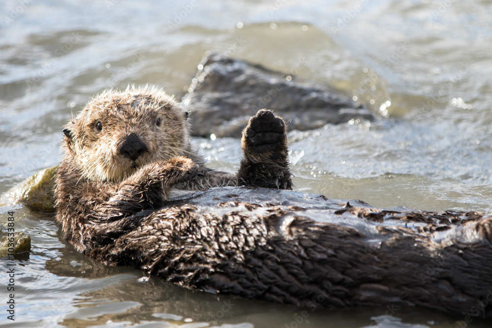 Fototapeta premium California Sea Otter Waving