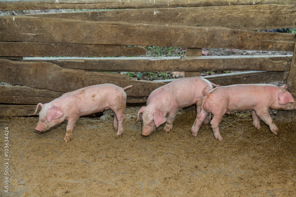 Pigs are brought together for a walk in a wood enclosure. Pigs are brought together for a walk in a wood enclosure.