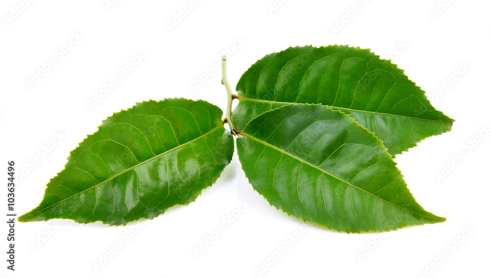 Fototapeta premium tea leaf