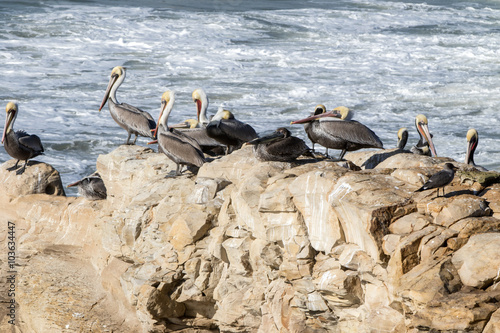 Pelicans on a Rock near Ocean