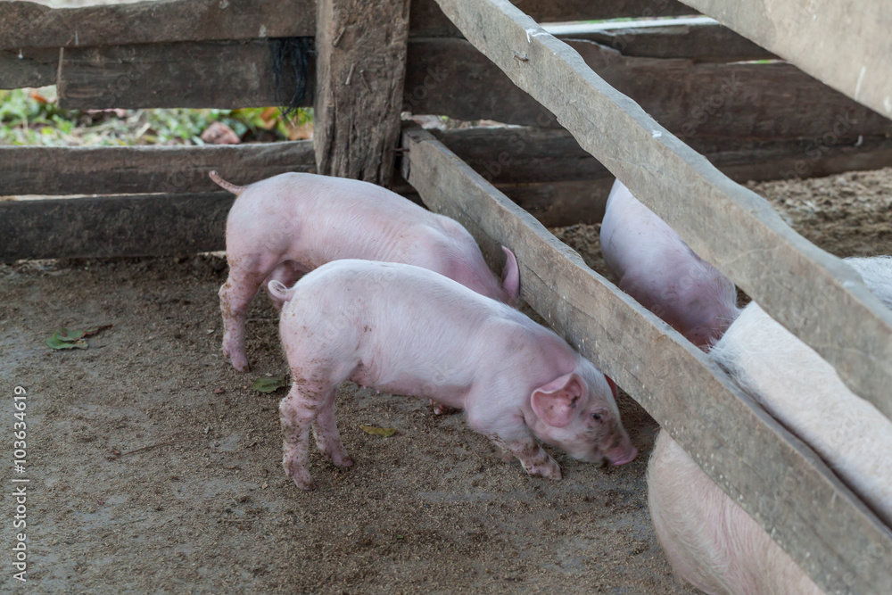 Pigs are brought together for a walk in a wood enclosure. Pigs are brought together for a walk in a wood enclosure.