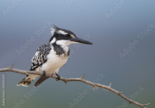 Pied kingfisher perched on the branch, clean background, Baringo, Kenya, Africa
