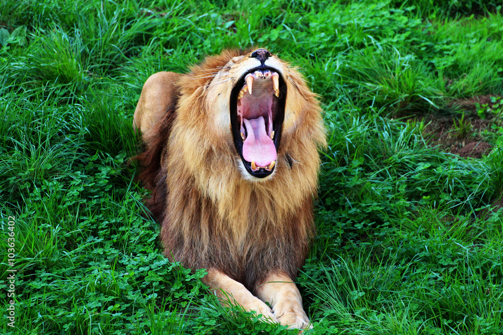 Naklejka premium African male lion with mouth wide open