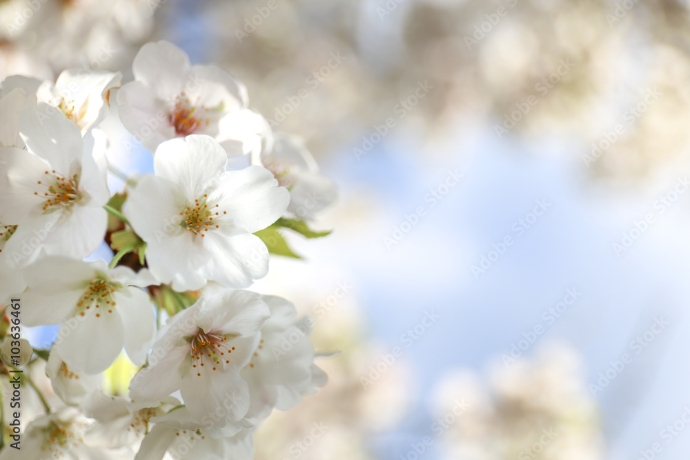 満開の白桜