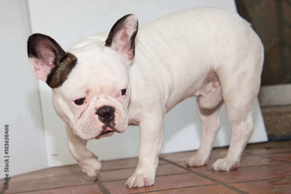 Front side French bulldog looks smart