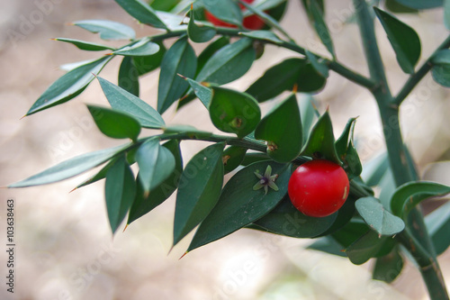 Pungitopo (Ruscus aculeatus) con bacche photo