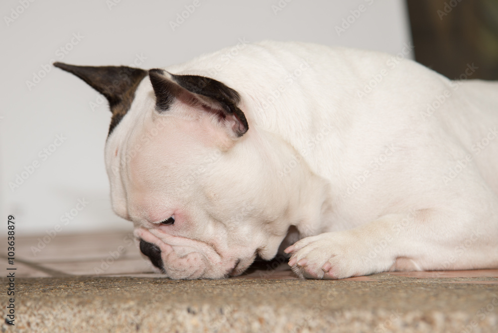 French bulldog looks smart French bulldog looks smart