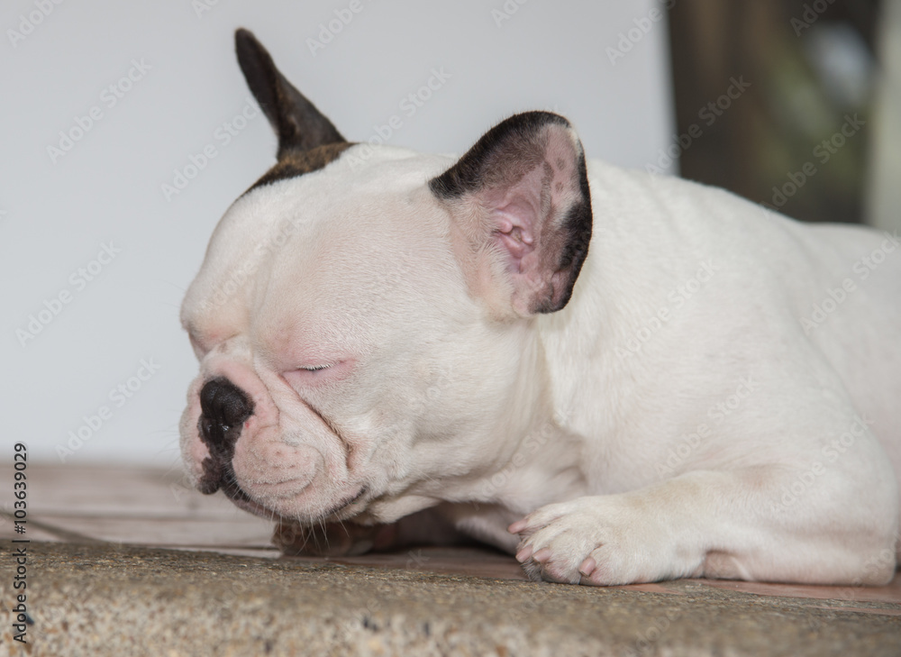 Front side French bulldog looks smart Front side French bulldog looks smart