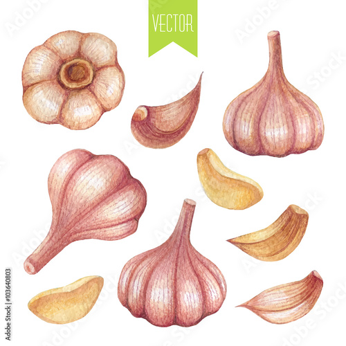 Watercolor set of garlic