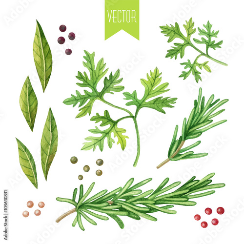 Watercolor set of herbs