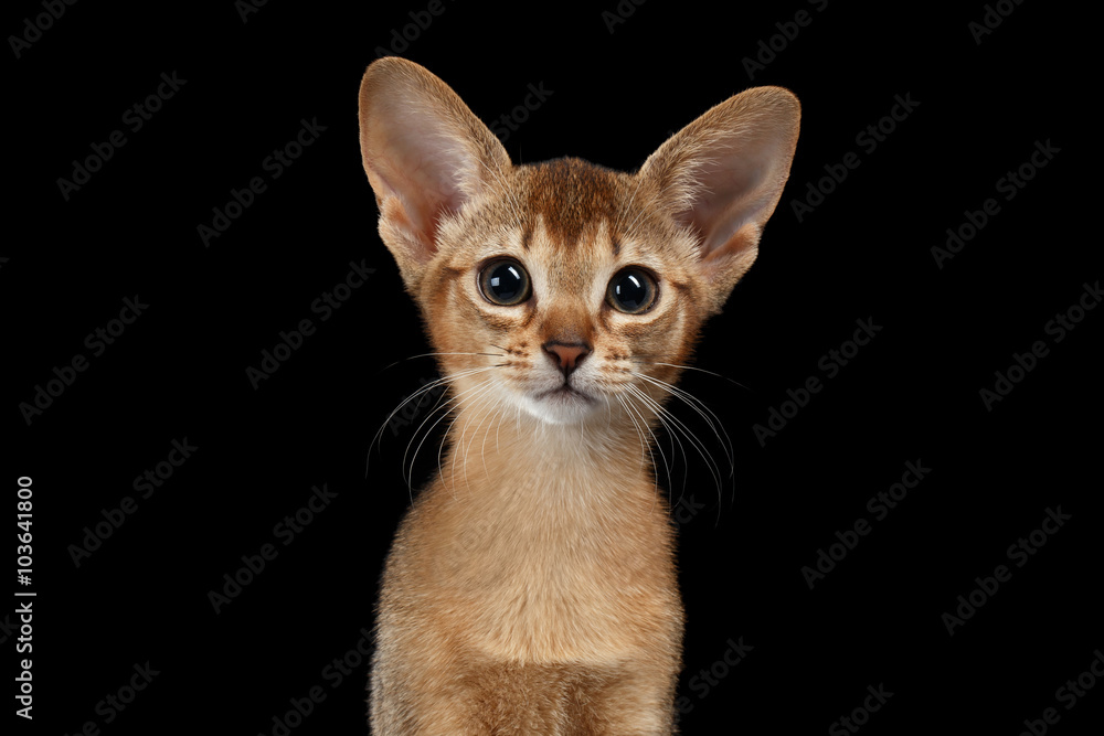Closeup Portrait of Abyssinian Kitten isolated on black Closeup Portrait of Abyssinian Kitten isolated on black