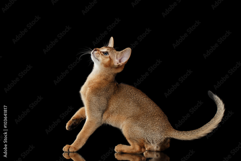 Playful Abyssinian Kitten Looking up isolated on black background