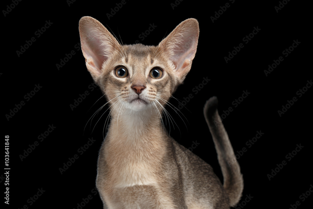 Closeup Portrait of Abyssinian Kitten isolated on black