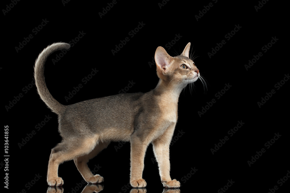 Standing Abyssinian Kitten Looking at right and Raising up tail