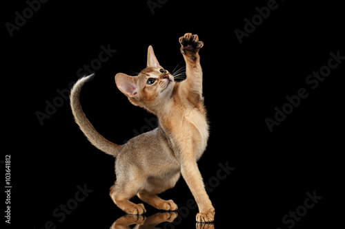 Playful Abyssinian Kitten Looking and Raising up Paw isolated black © seregraff