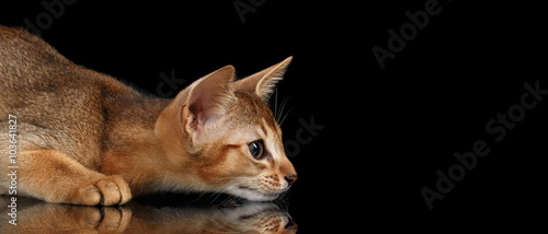Fototapeta Naklejka Na Ścianę i Meble -  Hunting Abyssinian Kitten on mirror and Looking Right isolated black